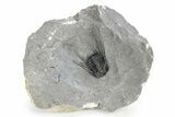 Spiny Leonaspis Trilobite - Morocco #251433-3